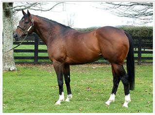 Windsor Park Stud's Shamexpress.